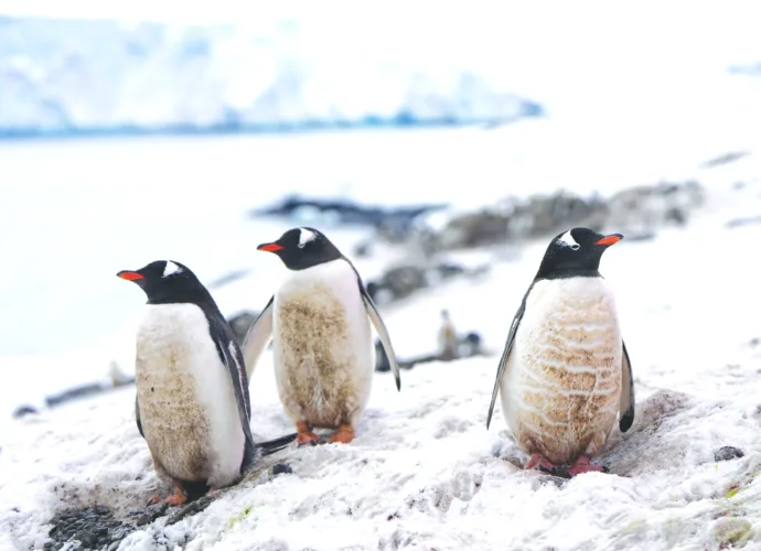 Injured penguins suited up to heal faster